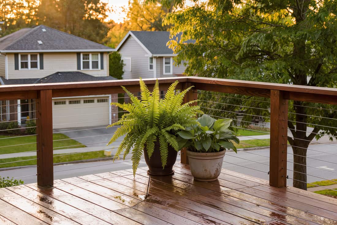 Cedar deck with unglazed pots of ferns and hostas after rain on an overcast morning