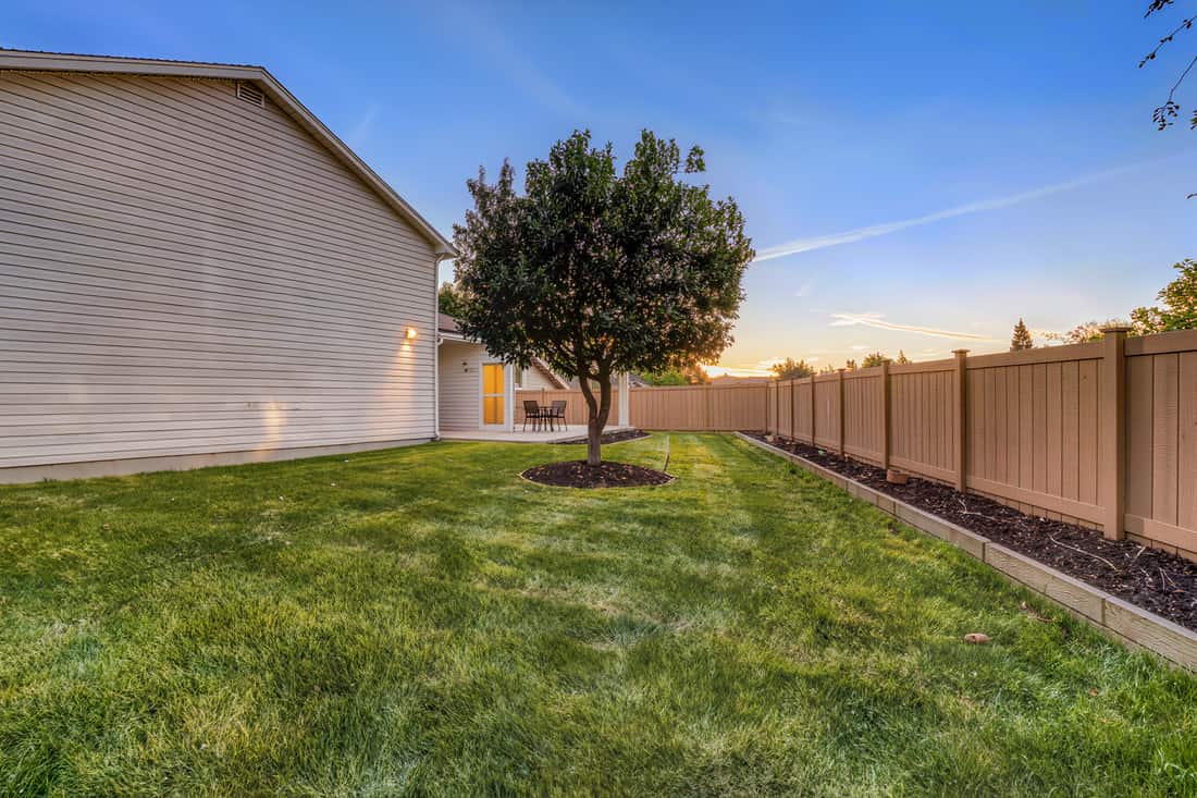 A wide view of a tidy suburban backyard with a shade tree at early evening