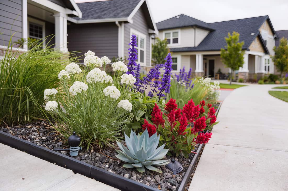Close view along a drought-tolerant perennial bed in bloom over decomposed granite mulch